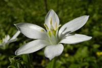 Ornithogalum umbellatum