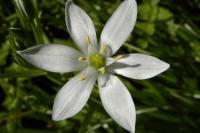 Ornithogalum umbellatum