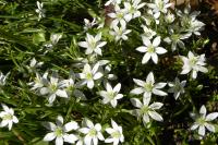 Ornithogalum umbellatum