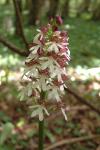Orchis purpurea