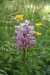 Orchis simia