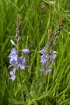 Veronica teucrium