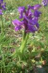 Anacamptis morio