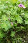 Geranium pusillum