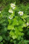 Alliaria petiolata