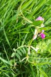 Vicia sativa