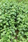 Urtica dioica