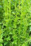Galium aparine