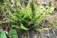 Asplenium trichomanes