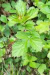 Geum urbanum