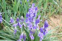 Hyacinthoides non-scripta