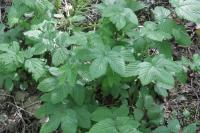 Filipendula ulmaria