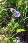 Viola canina
