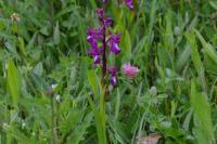 Anacamptis laxiflora