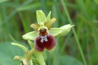 Ophrys aranifera