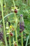 Muscari comosum