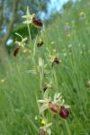 Ophrys aranifera