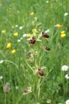 Ophrys aranifera