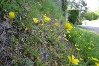 Ranunculus paludosus