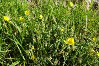 Helianthemum nummularium