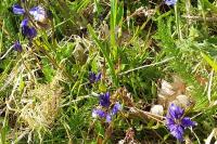 Polygala