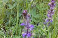 Ajuga reptans