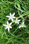 Ornithogalum umbellatum