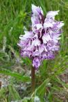 Orchis simia