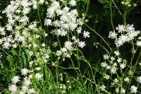 Oenanthe peucedanifolia