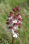 Orchis purpurea