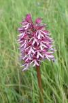 Orchis x angusticruris