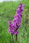 Orchis mascula