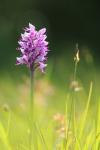 Orchis simia