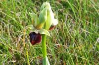 Ophrys aranifera