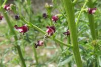 Scrophularia canina