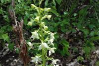 Platanthera chlorantha