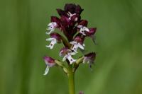 Neotinea ustulata