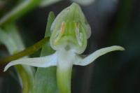 Platanthera chlorantha