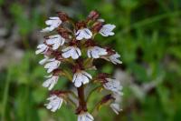 Orchis purpurea