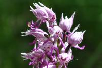Orchis simia