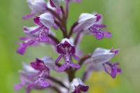 Orchis militaris