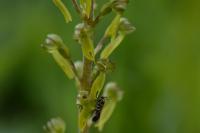 Neottia ovata