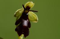 Ophrys insectifera