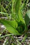 Colchicum autumnale