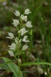 Cephalanthera damasonium