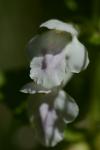 Melittis melissophyllum