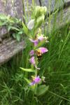 Ophrys apifera