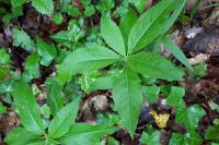 Mercurialis perennis