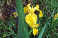 Iris pseudacorus