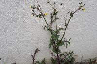 Sonchus oleraceus
